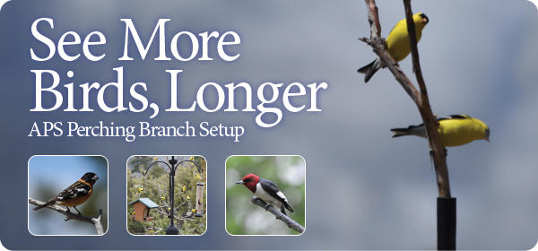 APS Perching Branch Setup